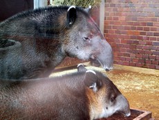 Mittelamerikanische Tapire.JPG